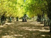 PHL startup fights ‘period poverty’ using bamboo