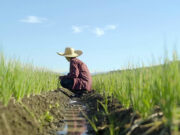 DA deploys trucks for Benguet farmers