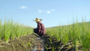 Emergency declaration unlocks P1B in DA contingency funds