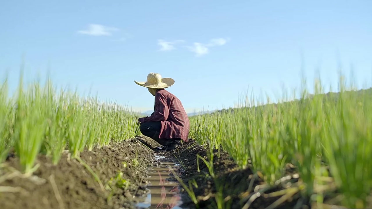 Farmer-ricefield