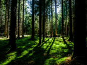 Smart Recycle PH rewards recycling with actual trees