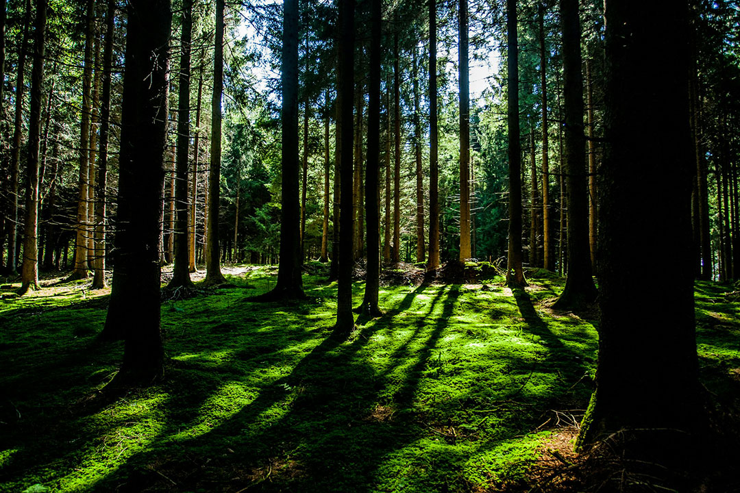 Forest-trees-nature