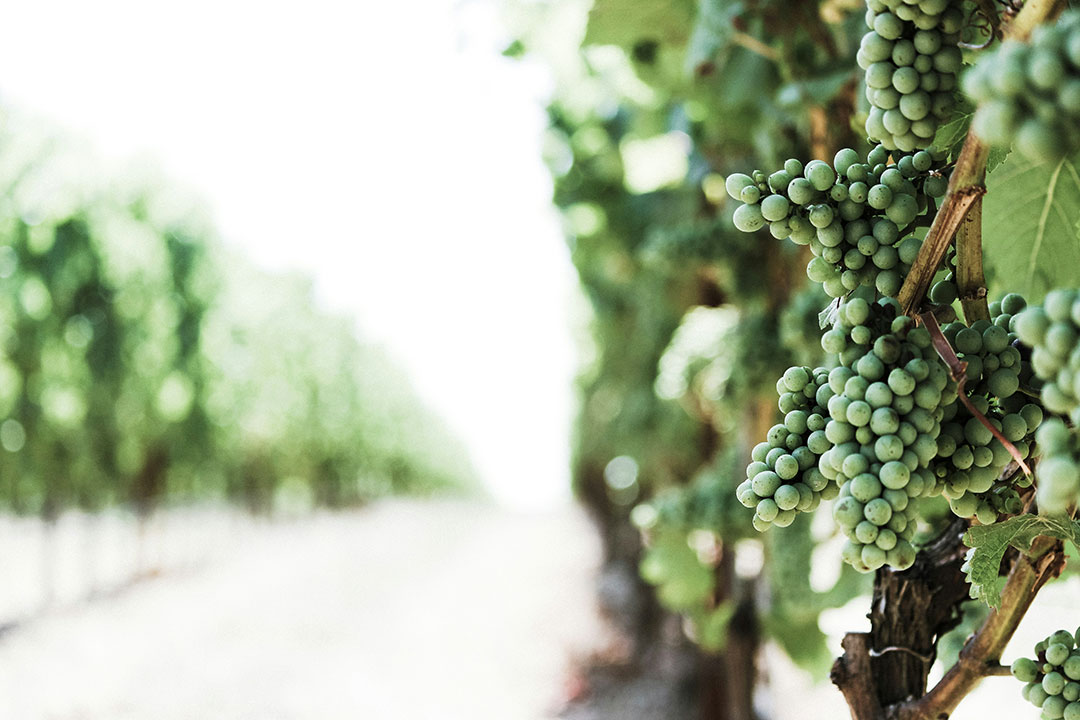 Grapes