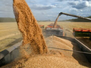 Russia cuts wheat exports in move to contain inflation