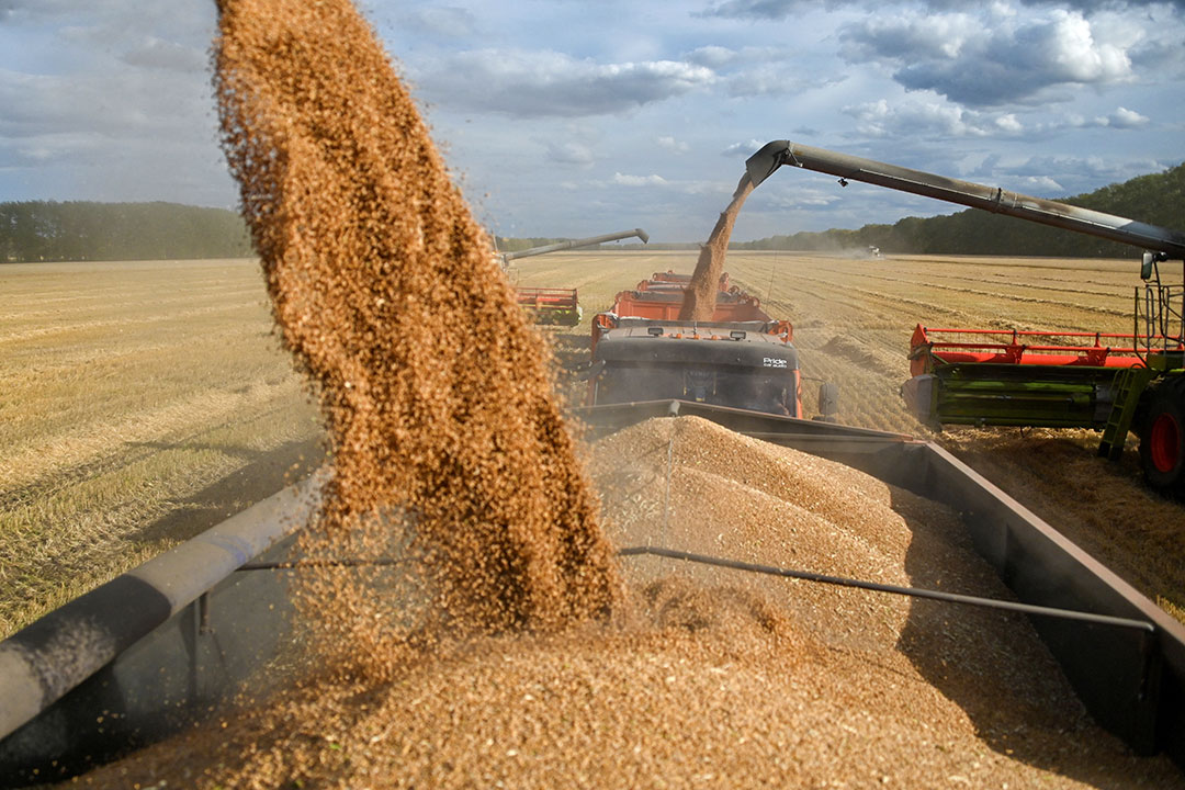 Russia-wheat