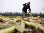 Dry-season rice, corn expected to benefit from weak La Niña