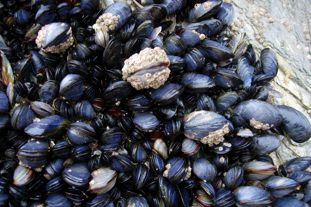 Mussels
