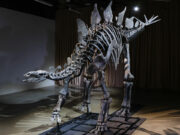 New York museum unveils ‘Apex’ — an almost complete Stegosaurus