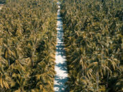 Coconut output likely flat next year amid aging trees