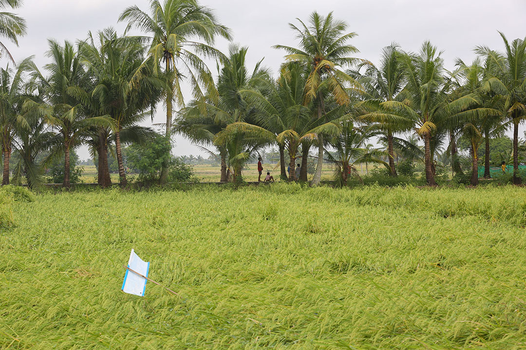 Rice field-farm