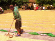 DA seeks to boost palay yield in Iloilo province