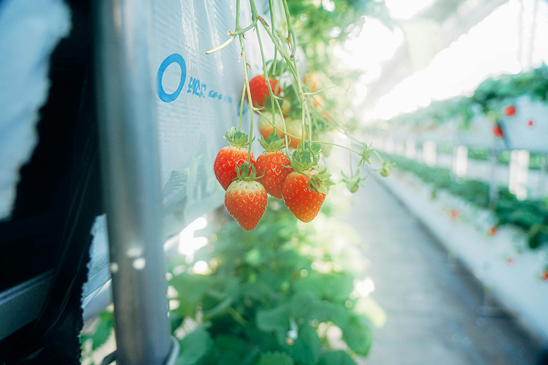 strawberries