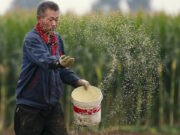China approves more genetically modified crops to boost yields, ensure food security