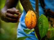 Ivory Coast expects dire cocoa mid-crop as chocolate industry braces for rough year