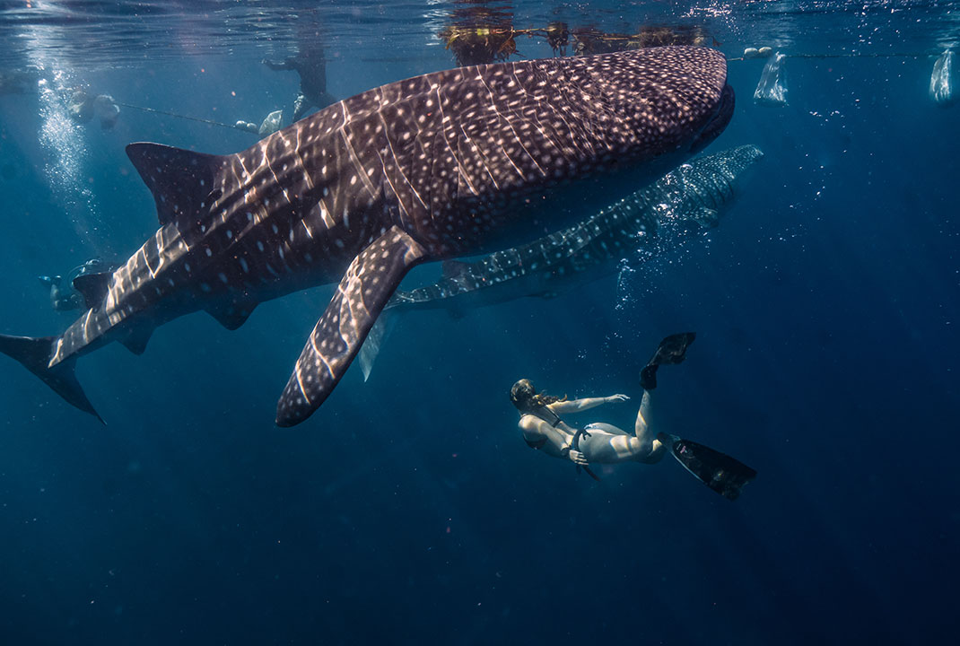 female-diver-whale-sharks