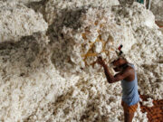 India unveils long-term programs to boost output of pulses, cotton