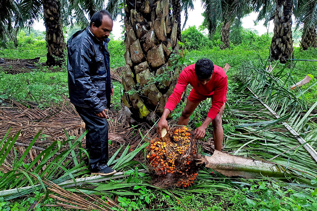India-oil palm