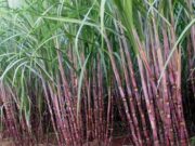 Last sugar shipments to US could land before higher tariffs kick in