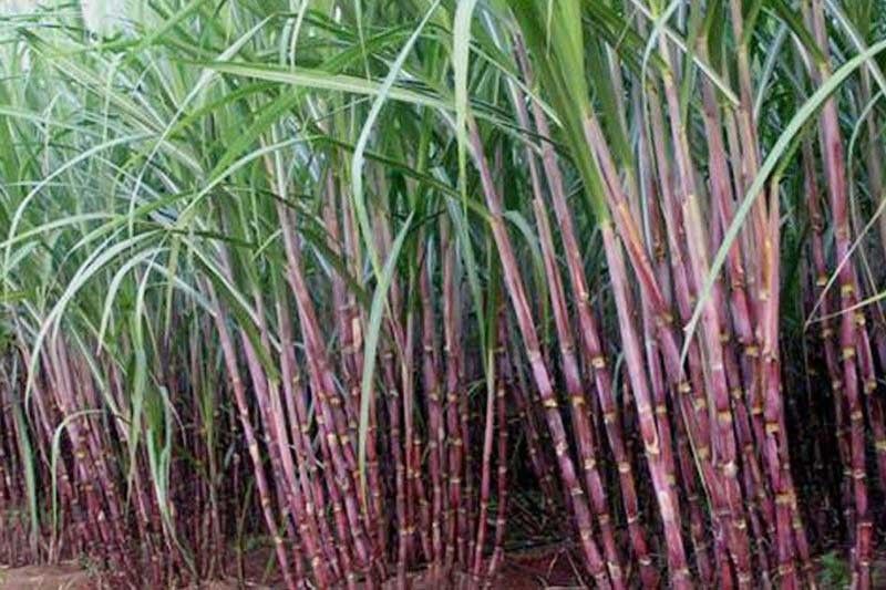 Sugarcanes