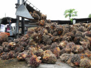 Malaysia cracks down on cooking oil export fraud