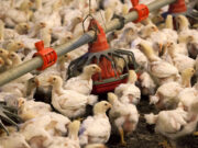 US will spend up to $1B to combat bird flu