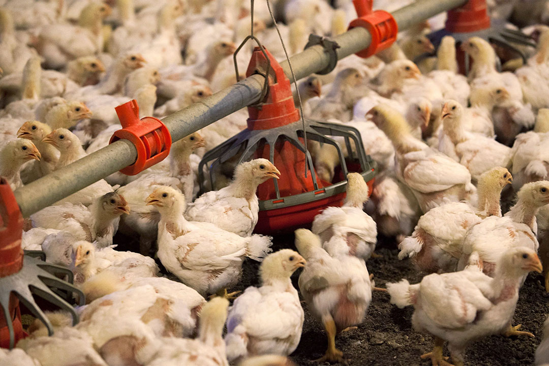 Chickens-poultry