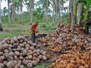 Amendments being readied for coconut levy fund law