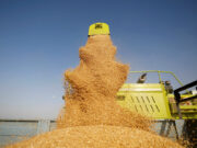 India March temperatures pose risk to wheat crop