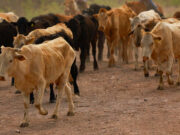 Mexican farmers fight drought amid water dispute with the US