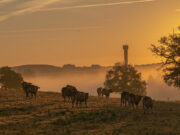 Digital transformation in Philippine agribusiness: A look at Australia