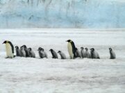 ‘Secrets of the Penguins’ to be premiered on eve of Earth Day