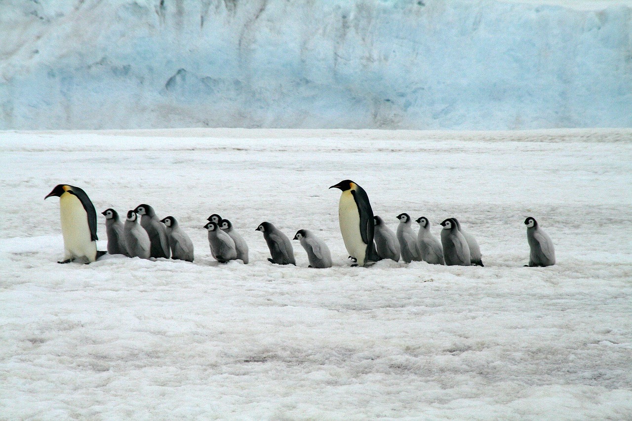 emperor-penguins-2821897_1280