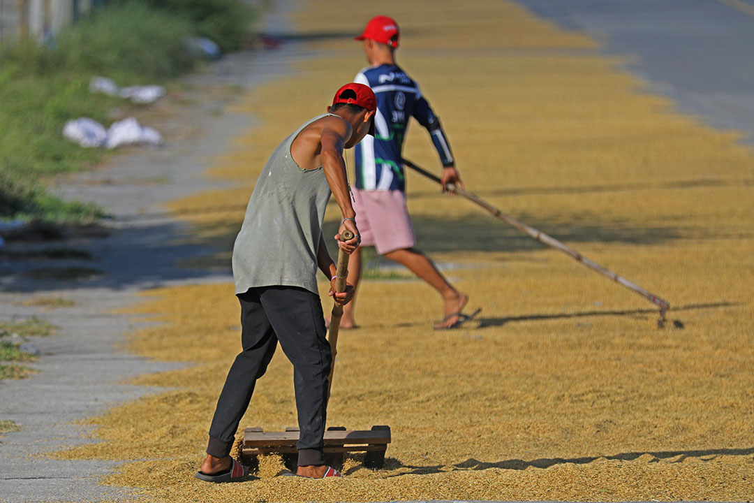 Rice-palay dry-worker