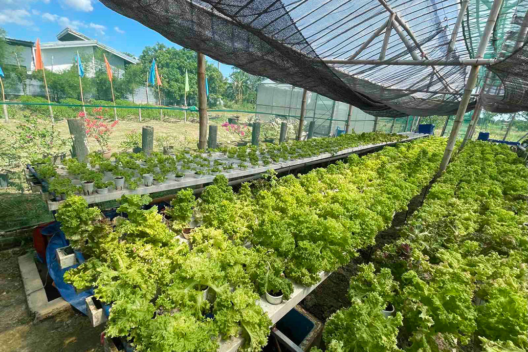soilless farming