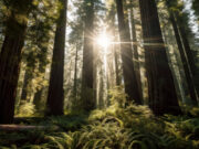 Policymakers often ignore forest regeneration in fight against climate change, research finds