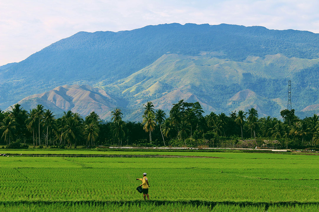 Rice field-farmer