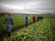 ICE walks back limits on raids targeting farms, restaurants