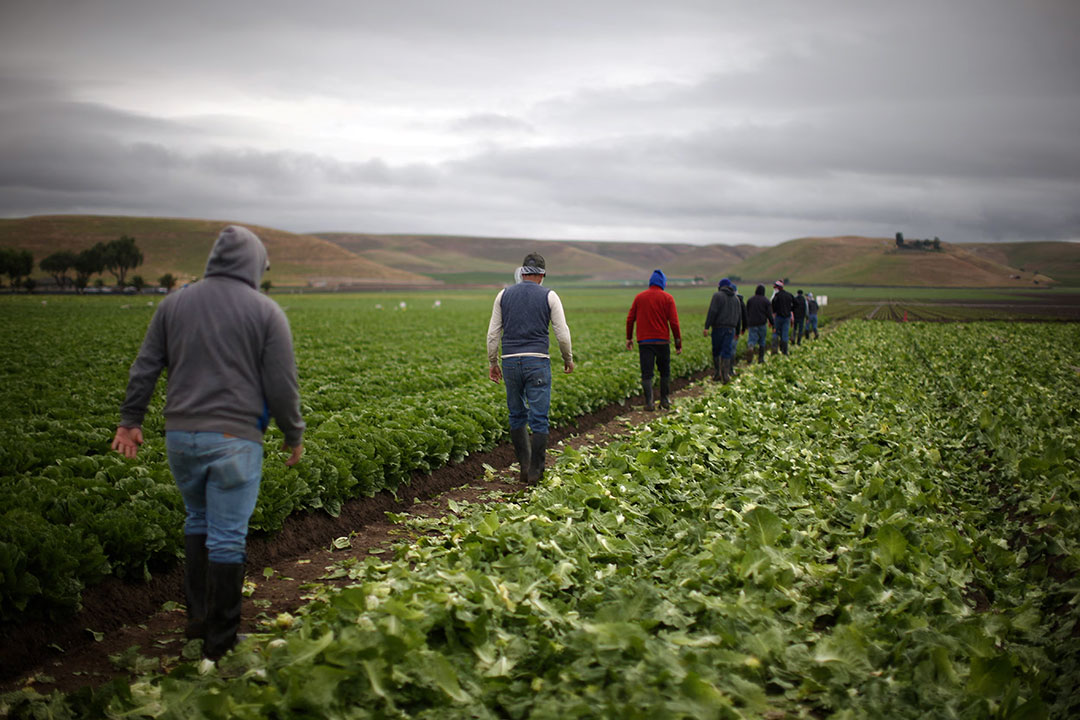 US-lettuce-farmer