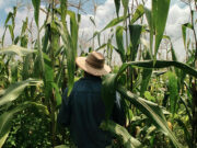 This year’s US corn crop could be the biggest ever