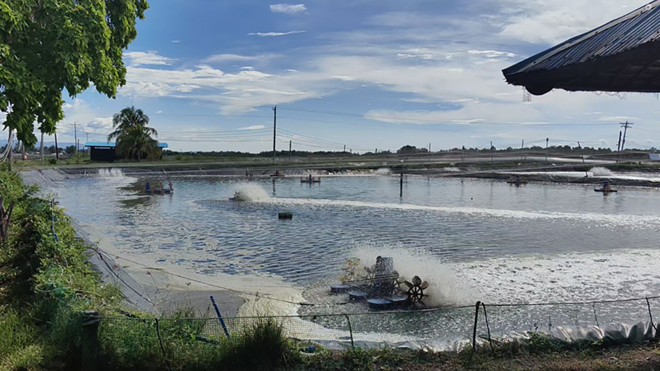 shrimp farm_