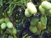 Pest diagnostics startup hoping to expand beyond mango farms