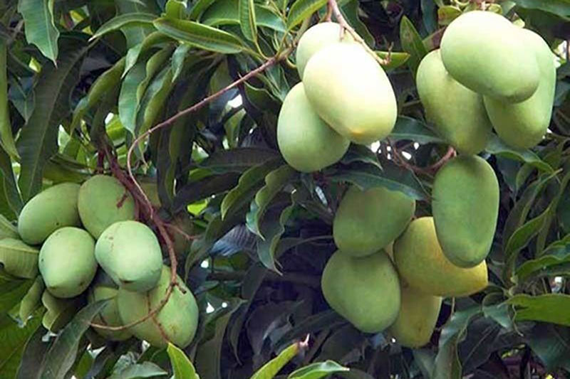 Mango-fruit