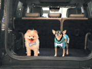 Jetour holds 2nd Media Pet Day