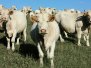 Cattle, buffalo products from Italy, France banned