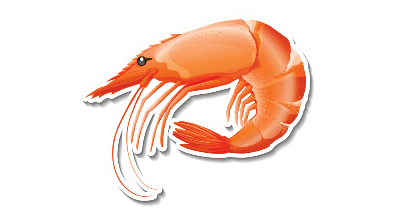 prawn