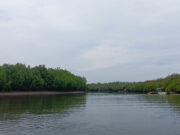 Mangroves: Natural Guardians of Quezon’s Coastline