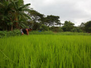 Senator seeks digital platform to track agri-goods