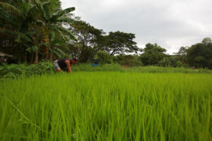 Agri grows 5.7%, fastest since 2017