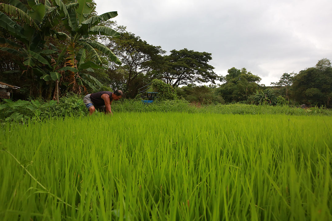 rice palay farmer