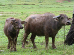 Carabao genetic program boosts milk yields